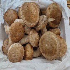 [DAYONSS] 경북의 특산물 국내산 무농약 바로먹는 담백 쫄깃한 천하일품 송향버섯(송화버섯), 1개, 1kg