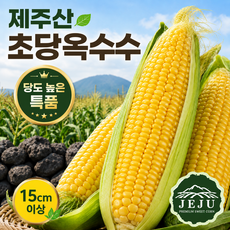 [한정할인특가] 특품 고당도 초당옥수수 26년첫수확 생옥수수, 1박스, 특품 초당옥수수 5개