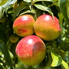 초특가 일등농수산 경북 금홍 망고복숭아, 1개, 1kg(로얄특과)