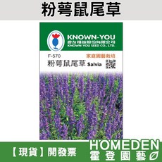 KNOWN-YOU 農友種苗 粉萼鼠尾草花卉種子, 1個, 一包(約80粒)