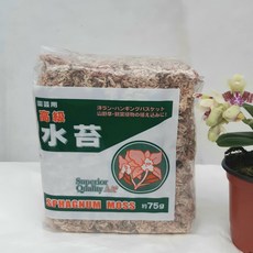 수태 이끼 75g 테라니움 토피어리 풍란 동서양란 숯돌꽃, 1개