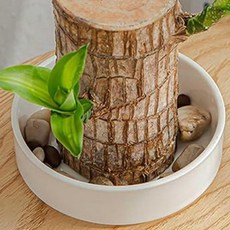 브라질 나무 화분 세라믹 트레이 홀더 데스크탑 장식 특별 꽃 냄비 하단, 1개