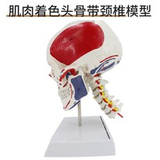 두개골 경추 모형 과학실 목뼈 교육 실습 머리뼈, 근육 착색 두개골은 경추를 가지고 있습니다