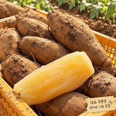 한정수량 시원달달 국내산 생야콘 +히카마 서비스 증정, 1개, E. 히카마 1KG(1~2개) 단독옵션