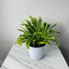 식집사팜 보스턴고사리 중형 증산작용 포름알데히드 제거 인테리어식물, 1개
