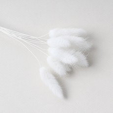 화연양화 프리저브드플라워 선별 라그라스 강아지풀 10개입, 15 그레이