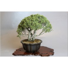 小樹安每 日本進口系魚川真柏盆栽，造型獨特，增添日式禪意與自然美感