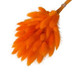 브랜드없음 로맨틱노벰버 프리저브드 라그라스 (50송이), 오렌지