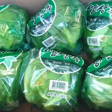 [국내산] 양상추샐러드 양상추 상추 양상추6통 양상치 포장양상추 샌드위치양상추 국내산포장양상추 6통, 6통