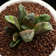 TVS Truncata Black TVS X Dark Maughanii 725-A09 蔬菜切碎器，輕鬆切碎，安全耐用，廚房必備, 1個