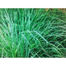 檸檬香茅精油 (檸檬草) 100ml, 1個