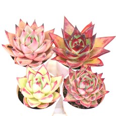 에보니 다육이 모음 붉은 가장자리가 아름다운 색감 실내 장식용1-4, 4)에보니, 푸른, 1개