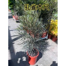 霏霏園藝孔雀木一尺盤 精緻餐桌擺盤 園藝設計 安全無毒材質, 1尺寸800元, 1個