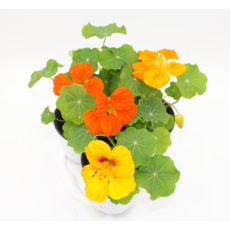 한련화 모종 색상 랜덤발송 다년초 식용식물, 1개