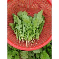 [품질보장] 국산 어린열무 김치용, 1개, 4kg