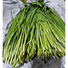 작업한 국내산 부추 전구지, 1개, 1kg