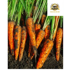 국내산 당근 제주 구좌당근 유기농 못난이당근 흙당근 1kg 2kg 3kg 5kg 10kg, 1개, 못난이흙당근3kg