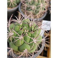 팅커벨 신천지5cm, 1개