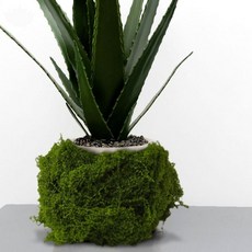 천연 이끼 인테리어 소재 100g 화분 장식 조경 디오라마 공예 재료 실내 식물, 1개