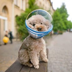 강아지 엔젤링 보호기 손톱깎이 투명 안전대 부딪힘방지 스카이블루 S