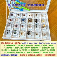 곤충 표본 상자 유치원 어린이 과학 교육 해양 산호 동물 교구 박제 수집 곤충모형, 2번 표본 선물 상자 24개입
