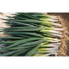 5kg 국내산 손질 대파 (임자도파파), 1개