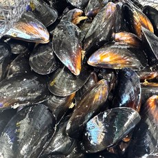 제철밥상 여수 다듬이 생홍합, 1개, 다듬이 생홍합 5kg