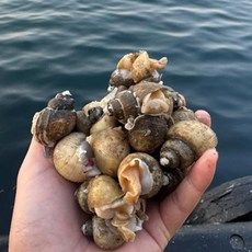 생물 동해안 흑골뱅이 흑고동 1kg 70미 내외, 1