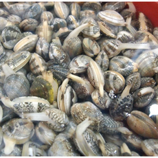 생바지락살 조개살 생조갯살 바지락조개살 바지락비빔밥 국산바지락살 싱싱바지락 바지락칼국수 바지락해물전, 1개, 생바지락살 1kg