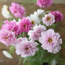 코스모스 더블클릭 바이칼라 핑크 씨앗 10립 (유아그린/C0603)