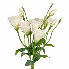 BloomLife 조화 인조꽃 인테리어 장식용 리시안셔스 조화꽃 3줄기 세트 46cm, 1개, 화이트