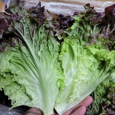 상추 꽃상추 적포기 2kg 야채맘, 1개