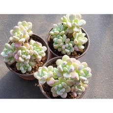 라울 3포트 홈가드닝.다육식물 다육이 농장직송 직접재배한 짱짱한 다육