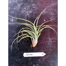 漫活雨林 Tillandsia Eric Knobloch 艾瑞克 空氣鳳梨 雨林植物 觀葉植物, 1個