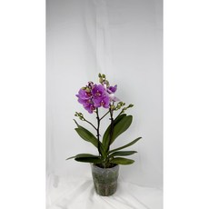 [다온난가든] 핑크색 호접란 보배 쌍대 취임/축하 서양난, 1개