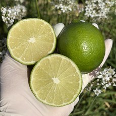 썬키스트 생 라임 중과 10개~200개 수량선택 박스 모히또 라임청, 10과