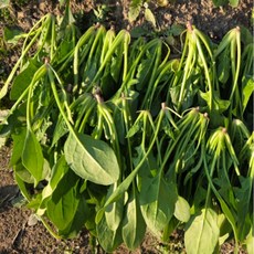 국내산 산지직송 시금치, 1개, 1kg