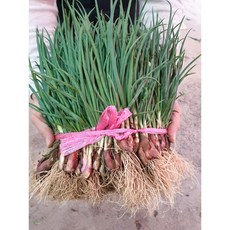 노지 쪽파 1단 실파 잔파 흙쪽파 다듬은쪽파, 1개