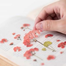 압화스티커 제라늄 꽃스티커