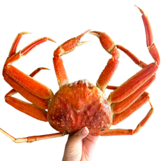 [동해항 당일발송] 특A급 러시아 박달대게 자숙대게 수율보장제도실시, 1kg (1마리내외), 1개