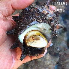 통영 자연산 활 뿔소라, 자연산 통영 뿔소라 2kg, 1개, 2kg