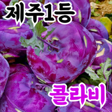 [타임특가] 제주1등 초고당도 건강농부 콜라비, 1박스, 5kg