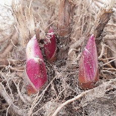 땅두릅종근 땅두릅종근토막 (4년생), 본상품, 1개