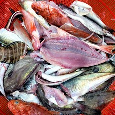 자연산 생선 매운탕 구이 통영 잡어 3kg 10인분, 1개, 잡어3kg손질