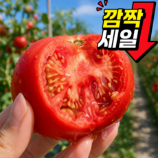 [한정수량초특가] 국내산 정품 완숙토마토, 1개, 10kg (정품)