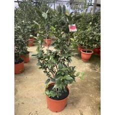 霏霏園藝 伯拜范茶花 6-8年苗 1尺盆栽, 1個