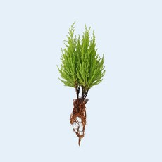 마이플랜트 율마 세척 모종 소형 수경재배식물, 2개