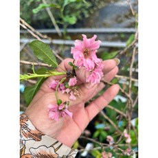 霏霏園藝 日本豆櫻四季開花櫻花, 1個
