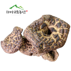 건조능이버섯 참능이버섯 자연산 [차마고도농산], 1개, 40g