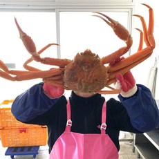 러시아 자숙 마가단 대게 3kg(2~3미) 수율 90%, 1개, 3kg